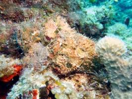 Scorpionfish - Yes he is there - see the eye  IMG 3027